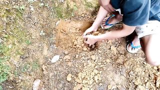 Banana planting technique