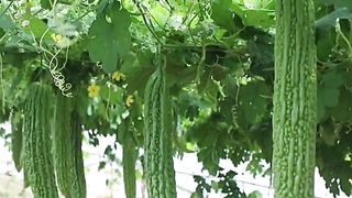 Bitter melon planting technique