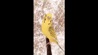 PERIQUITO AMARELO AUSTRALIANO,,,australian yellow parakeet.
