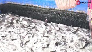 CATFISH FARMING OF GHANA