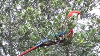 ARARA CANINDÉ,,,CANINDE MACAW