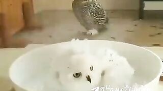 Funny animals ???? 3