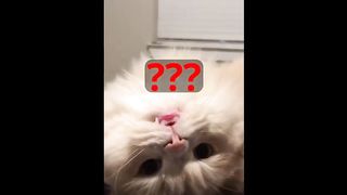 TOP 10 RANKING of Funny Cat Videos Compilation #2 – FART (Funny Cats, Cute Cats, Cute Kittens)