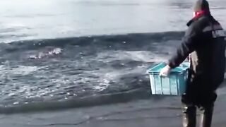 ????Ловим рыбу на Камчатке  Ставьте «❤️», чтобы такой улов сопровождал Вас везде!