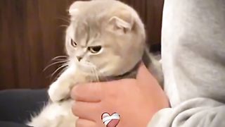 Funny video