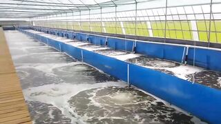 Shrimp farming in the tank