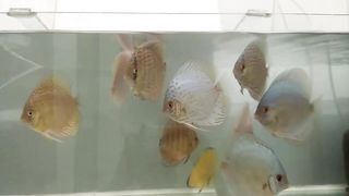 Discus fish 2