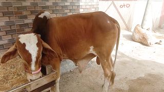 Cow  favorite