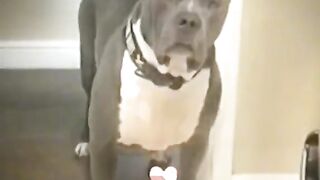 Funny vidéo 17