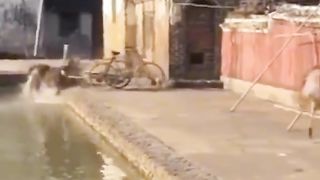 Funny vidéo 18