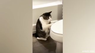 Best cat and kitten videos for a good mood! ????Funniest Animals 2023????