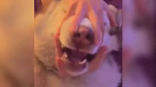 #funny dogs 2