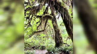 Hoh Rainforest