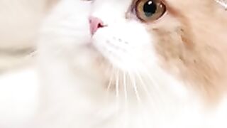 Chat rigolo