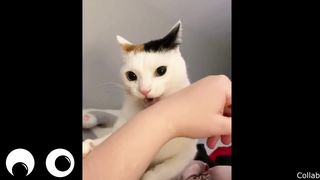 Funny video