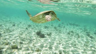 Tortue de mer