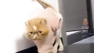 Cat funnyst moment