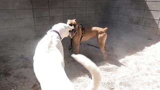 #friendly dogs