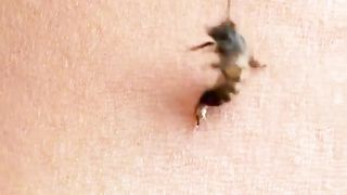 Why Bees Die After They Sting You ???? (ouch)#viral #fyp #viralvideo #CODSquadUp