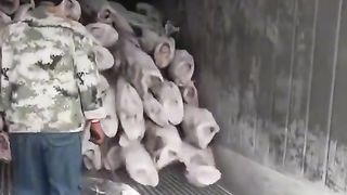 How did I survive
