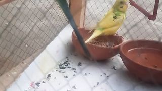Sparrow 3