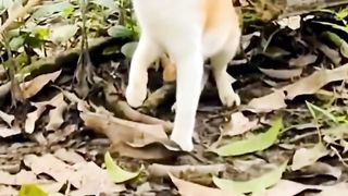 entertainment compilation 187