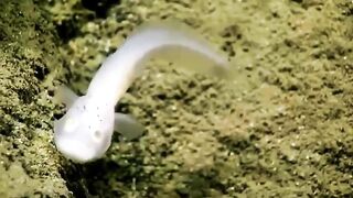 Ghost Fish First Ever Seen