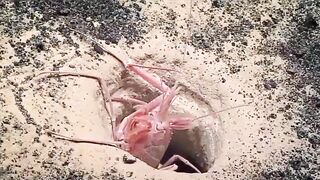 The Deep Sea blind lobsters Acanthacaris  Typically