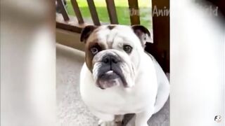 Funny animals videos 8