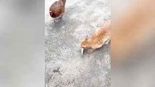 ???? Funniest Animal ????#amusing cat#funny pets