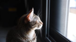 Cute Cat 7
