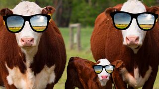 FUNNY COW DANCE 2 │ Cow Dance Song & Cow Videos 2024