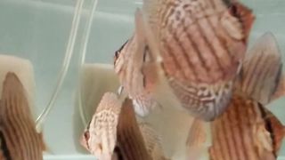 Discus fish 3