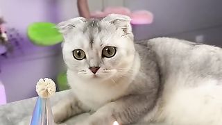 HAPPY BIRTHDAY KISA???????????? cat  #short