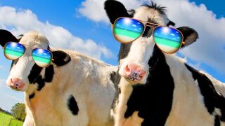 FUNNY COW DANCE 3 │ Cow Dance Song & Cow Videos 2024