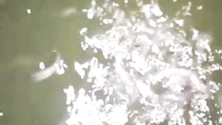 Ciri-ciri bibit lele berkualitas - sekali lihat video ini pasti FAHAM