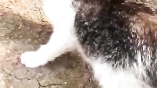 Kucing Lucu 2