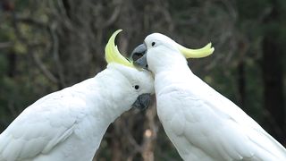 Birds love themselves and you, could you be loved