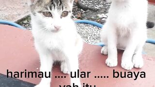 Meme kucing