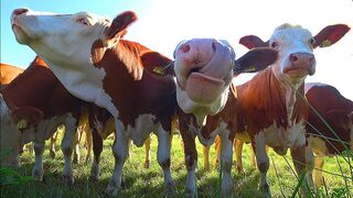 FUNNY COW DANCE 8 │ Cow Dance Song & Cow Videos 2024