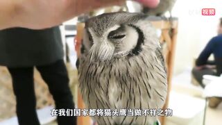 Cut the hamster's teeth, it's so scared that it spits out its private money: Don't kill me, big brother. Here's all this for you