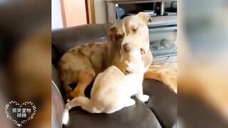 The reason why cats dislike dogs is here