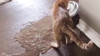 Cats funny cat cuets videos