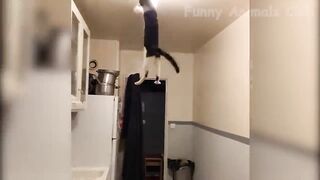 Funny Animal Videos 2022 ???? - Best Dogs And Cats Videos ???????? #5