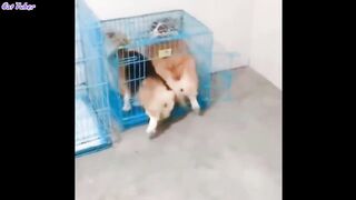 Funny Videos / Try Not To Laugh Challenge????/ Funny Fails. Mp4