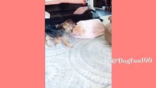 Dog funing videos