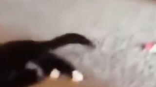 Cat vs dog funny