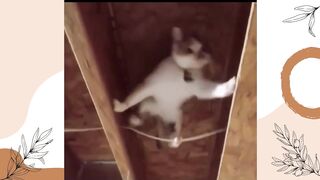 Funny Cute animals Videos cute moment of the animals - #03