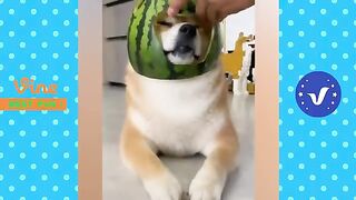 AWW New Funny Videos 2022 ???? Cutest People Doing Funny Things ???????? Part 20