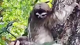 A Sloth and it's baby-Almost 50m views